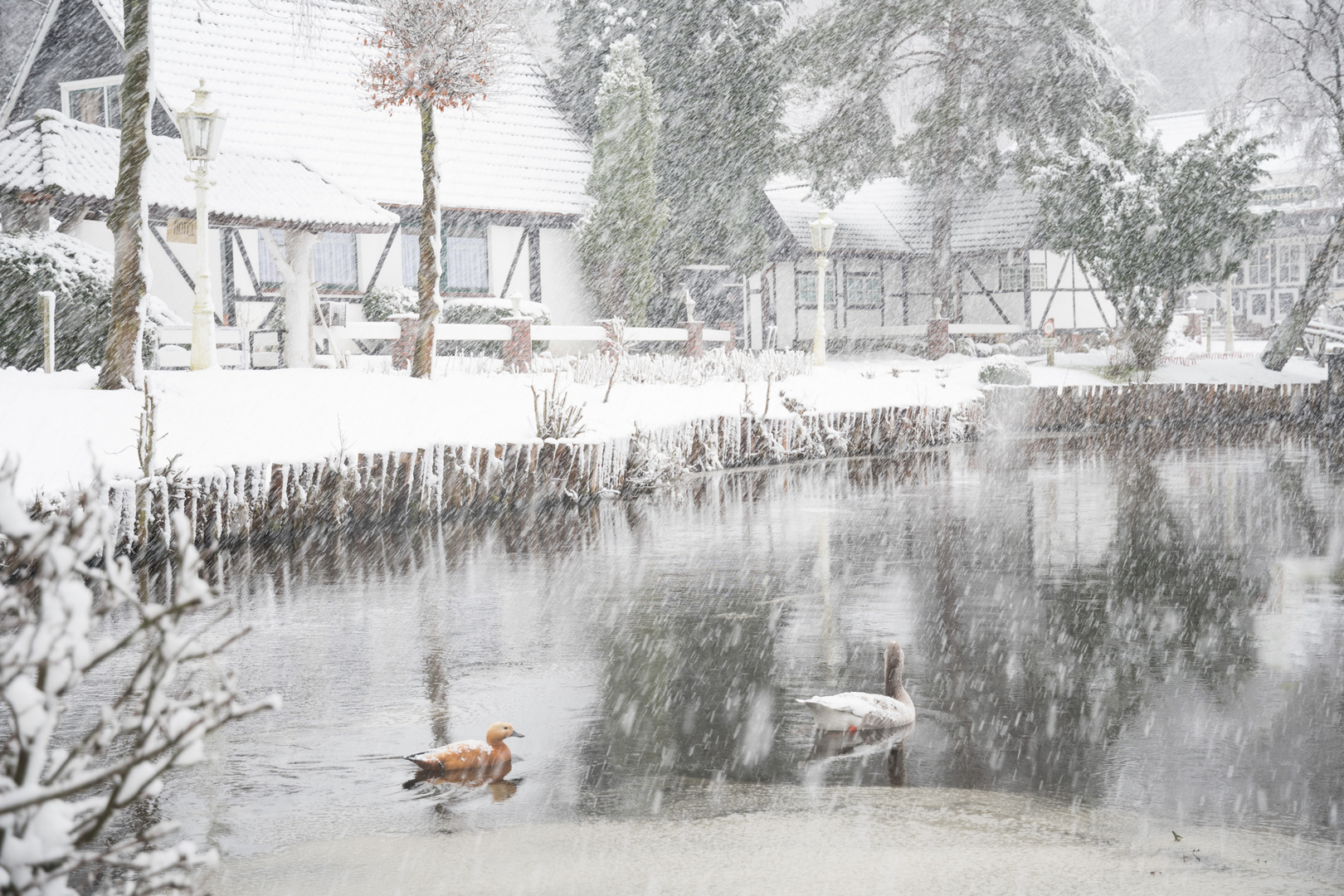 Enten im Schneetreiben, auf den Schwanenteichen.