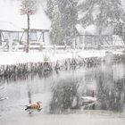 Enten im Schneetreiben, auf den Schwanenteichen.