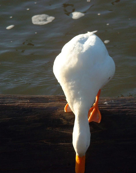 Enten im Schulauer Hafen 2