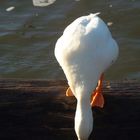 Enten im Schulauer Hafen 2