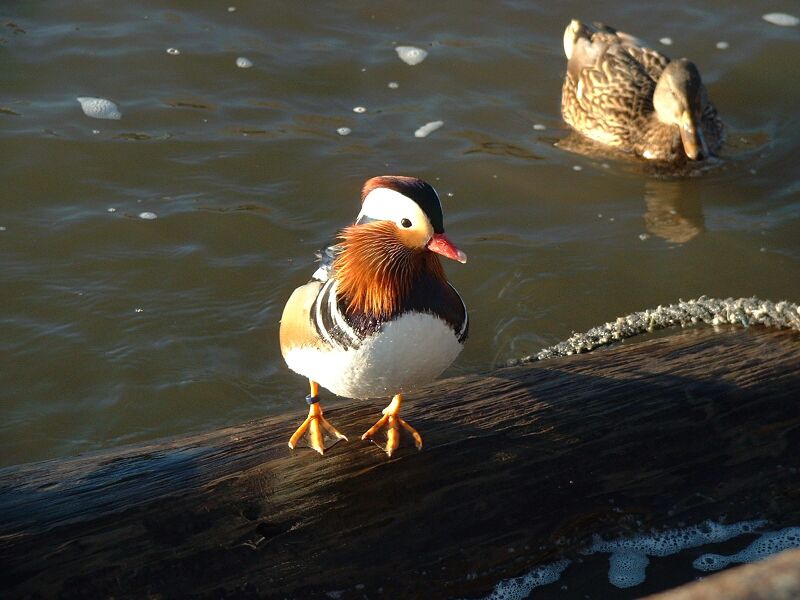 Enten im Schulauer Hafen 4