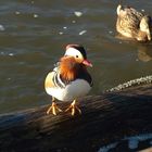 Enten im Schulauer Hafen 4