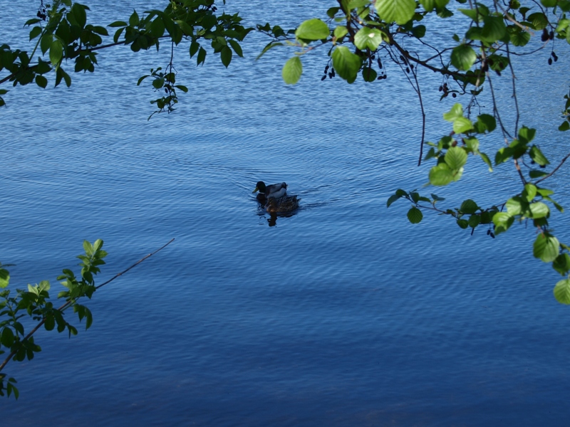 Enten im See