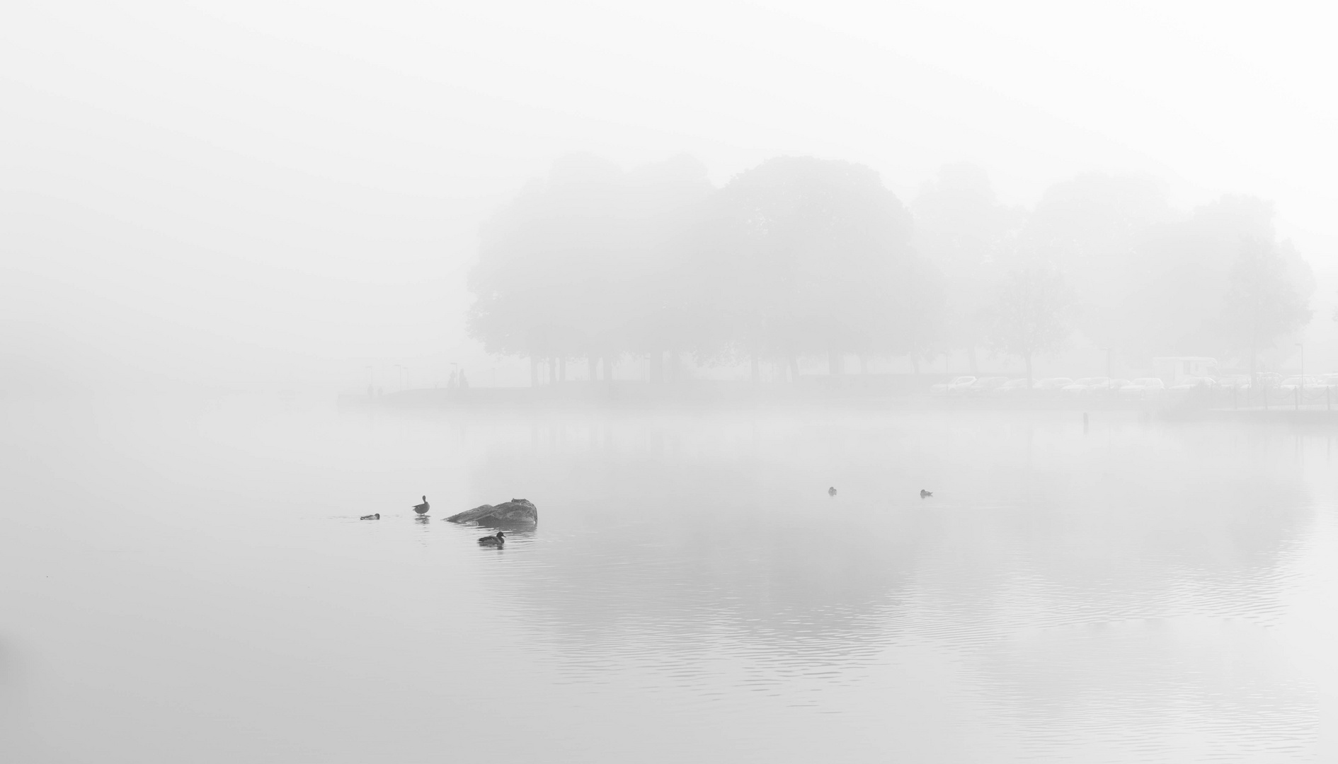 Enten im See