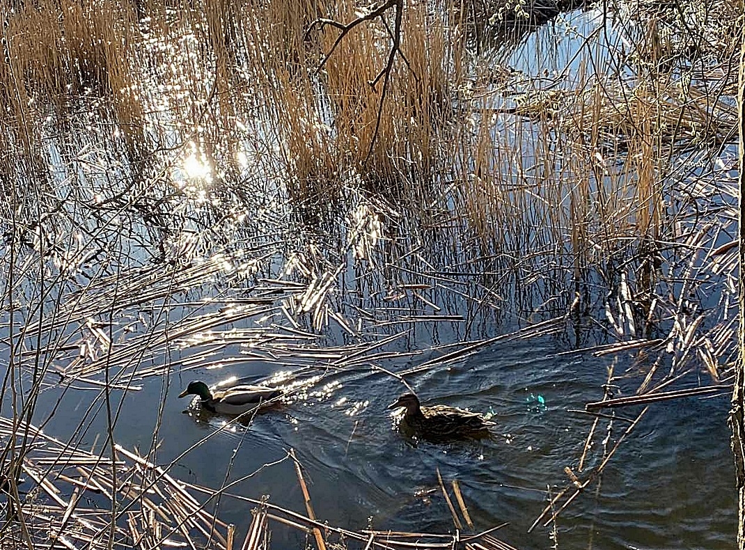 Enten im See 