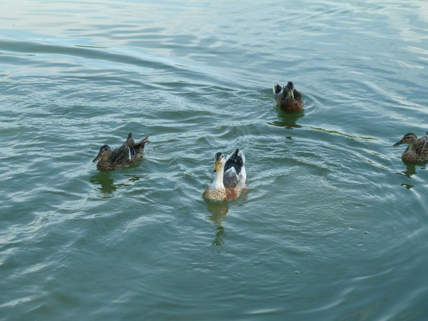 Enten im See- Entengruppe