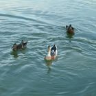 Enten im See- Entengruppe