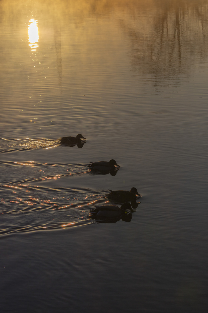 Enten im Sonnenaufgang