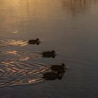 Enten im Sonnenaufgang