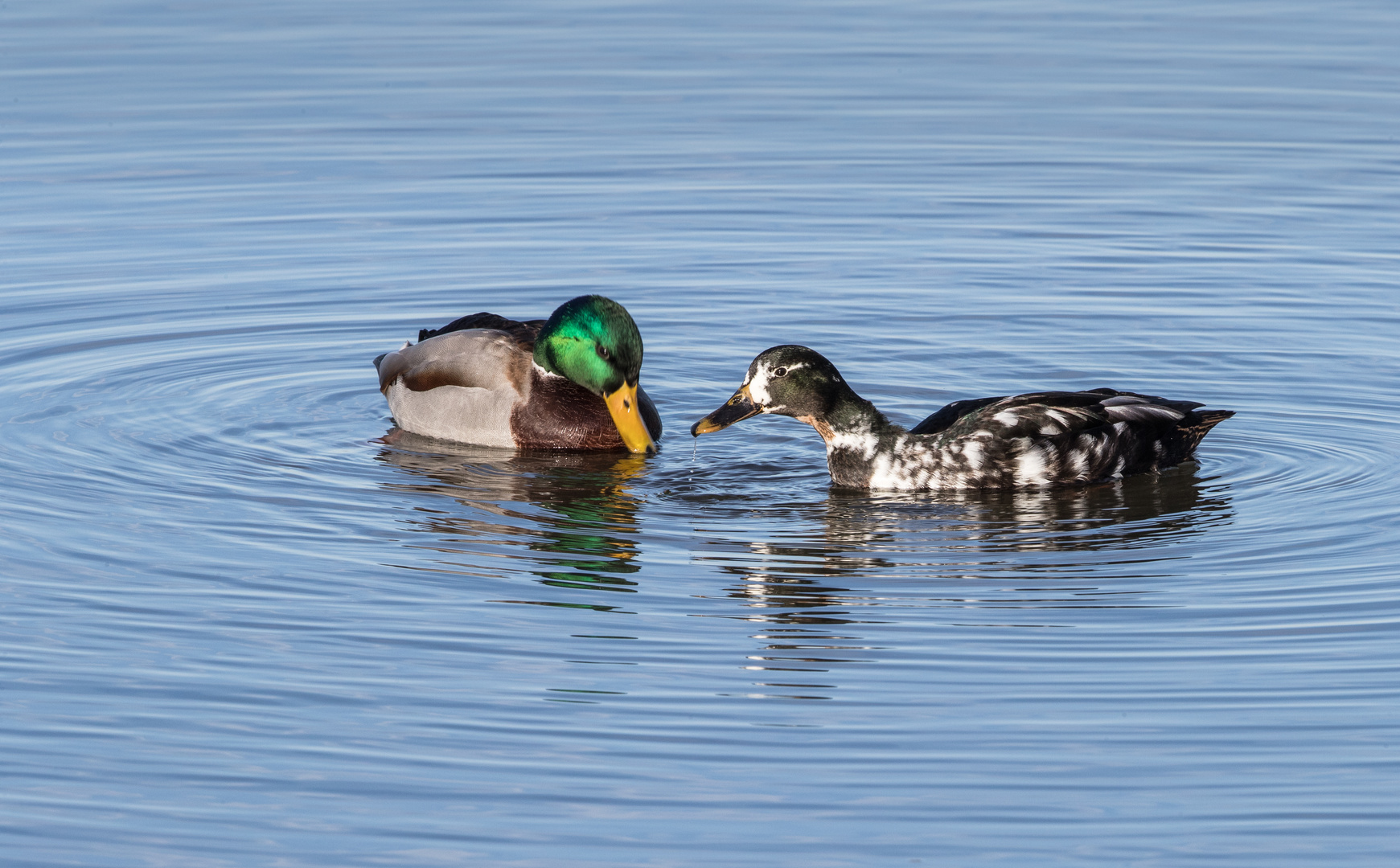 Enten im Sonnenlicht