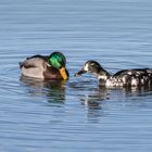 Enten im Sonnenlicht