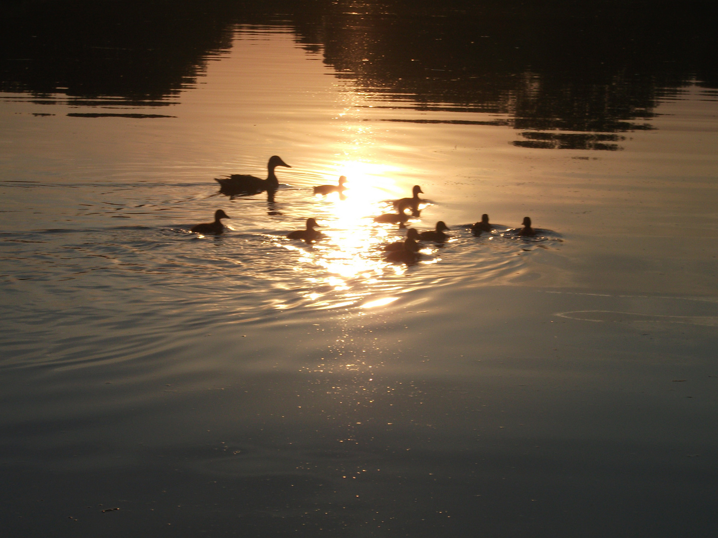 Enten im sonnenlicht