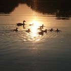 Enten im sonnenlicht