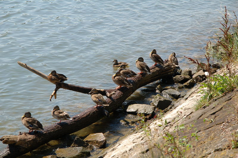 enten im sonnenschein