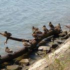 enten im sonnenschein