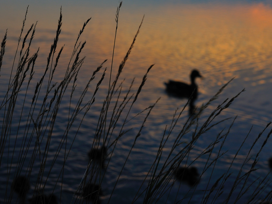 Enten im Sonnenuntergang 1