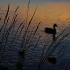 Enten im Sonnenuntergang 1