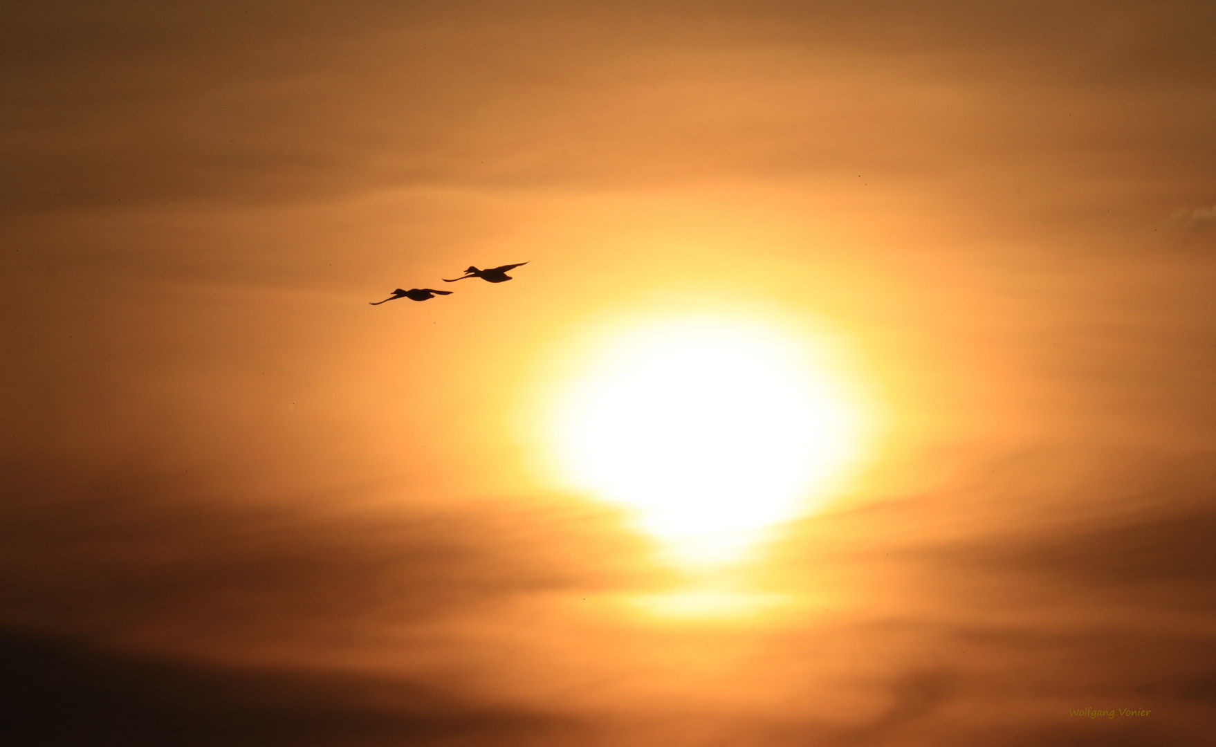 Enten im Sonnenuntergang