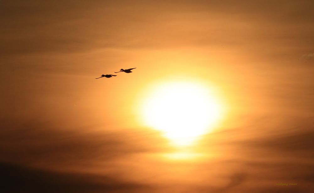 Enten im Sonnenuntergang