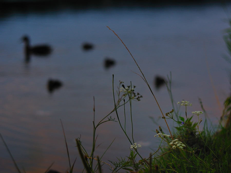 Enten im Sonnenuntergang 2