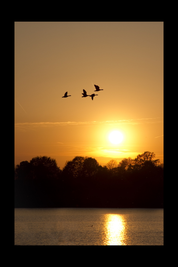 Enten im Sonnenuntergang