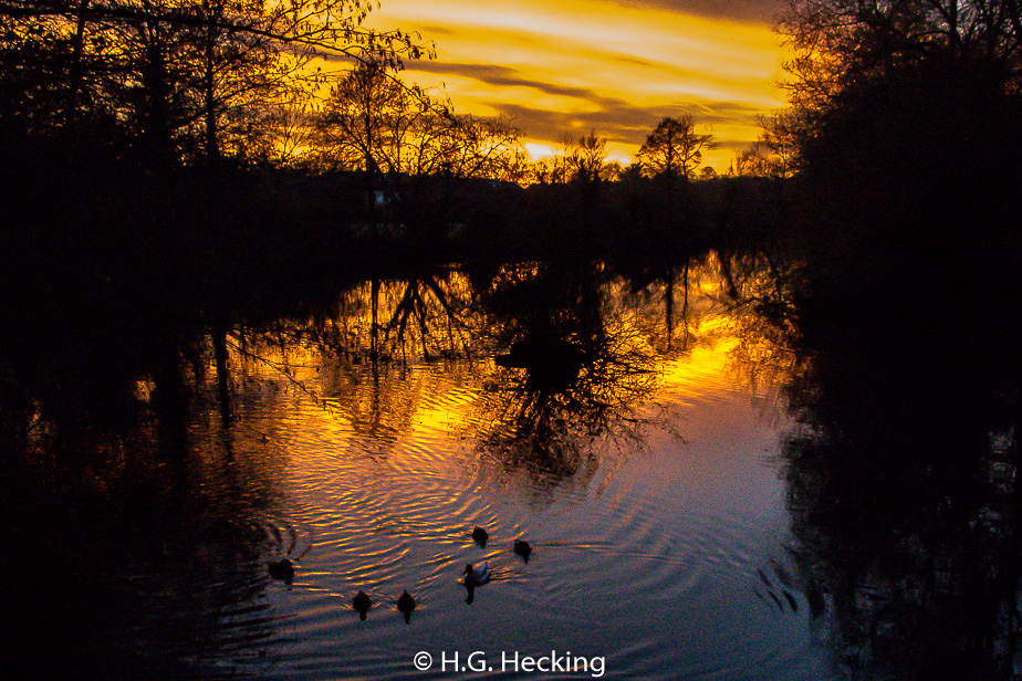 Enten im Sonnenuntergang