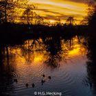 Enten im Sonnenuntergang