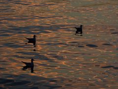 Enten im Sonnenuntergang