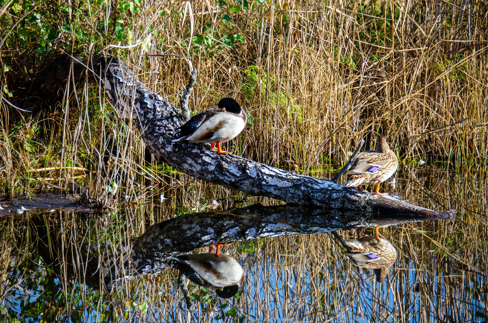 Enten im Spiegel