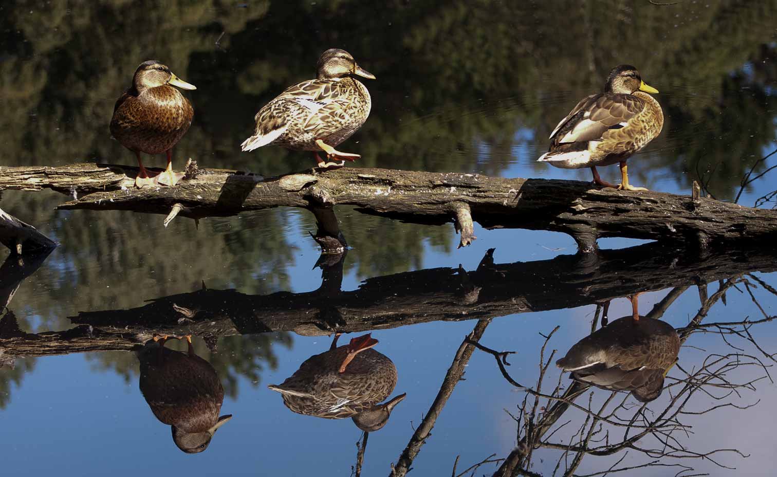 Enten im Spiegel