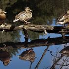 Enten im Spiegel