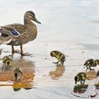 enten im stadtpark