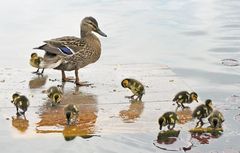 enten im stadtpark