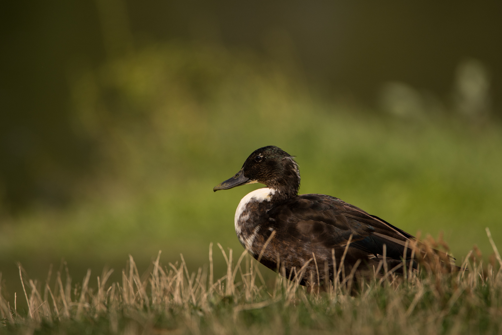 Enten im Stadtpark