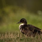 Enten im Stadtpark