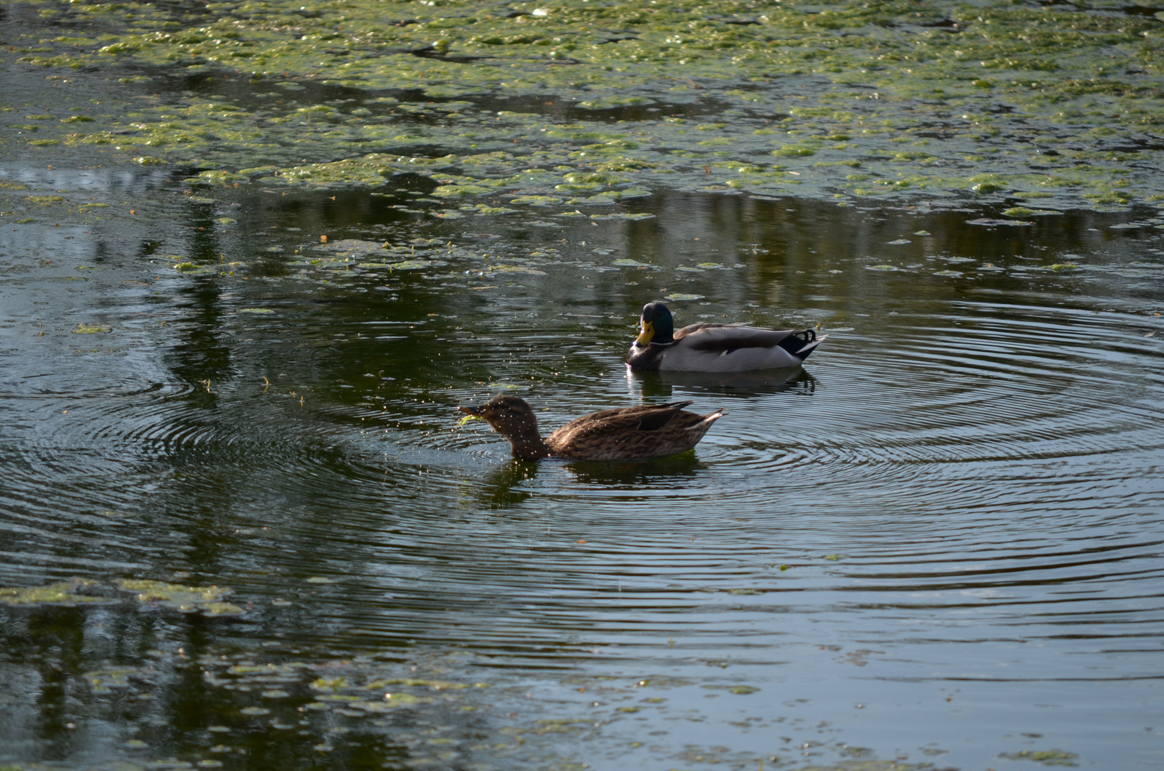 Enten im Sumpfwasser