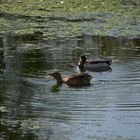 Enten im Sumpfwasser