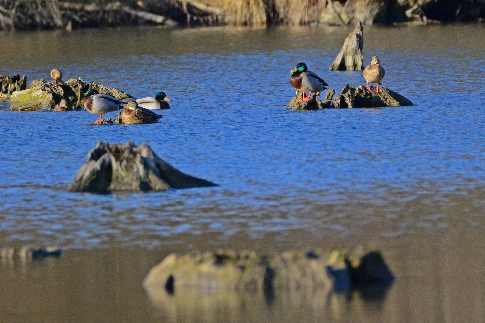 Enten im Taubergießen