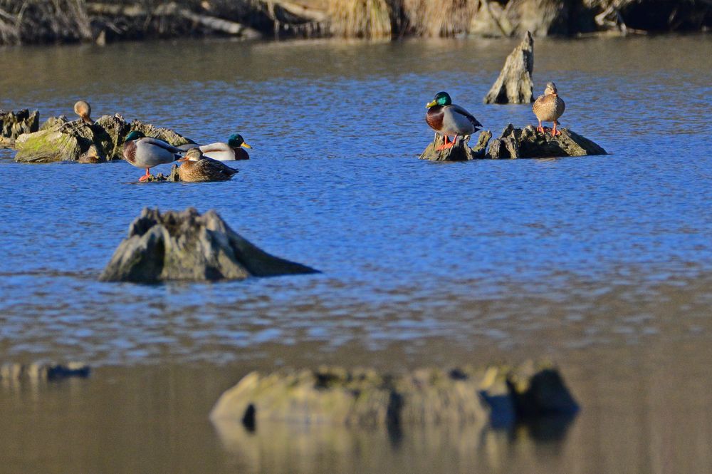 Enten im Taubergießen