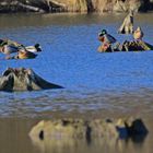 Enten im Taubergießen