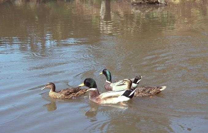 Enten im Teich