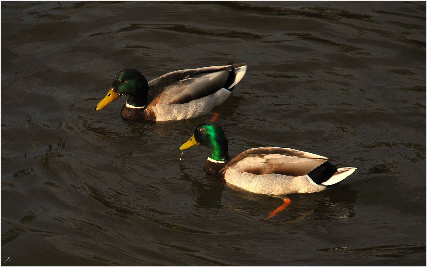 Enten im Teich