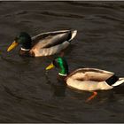 Enten im Teich