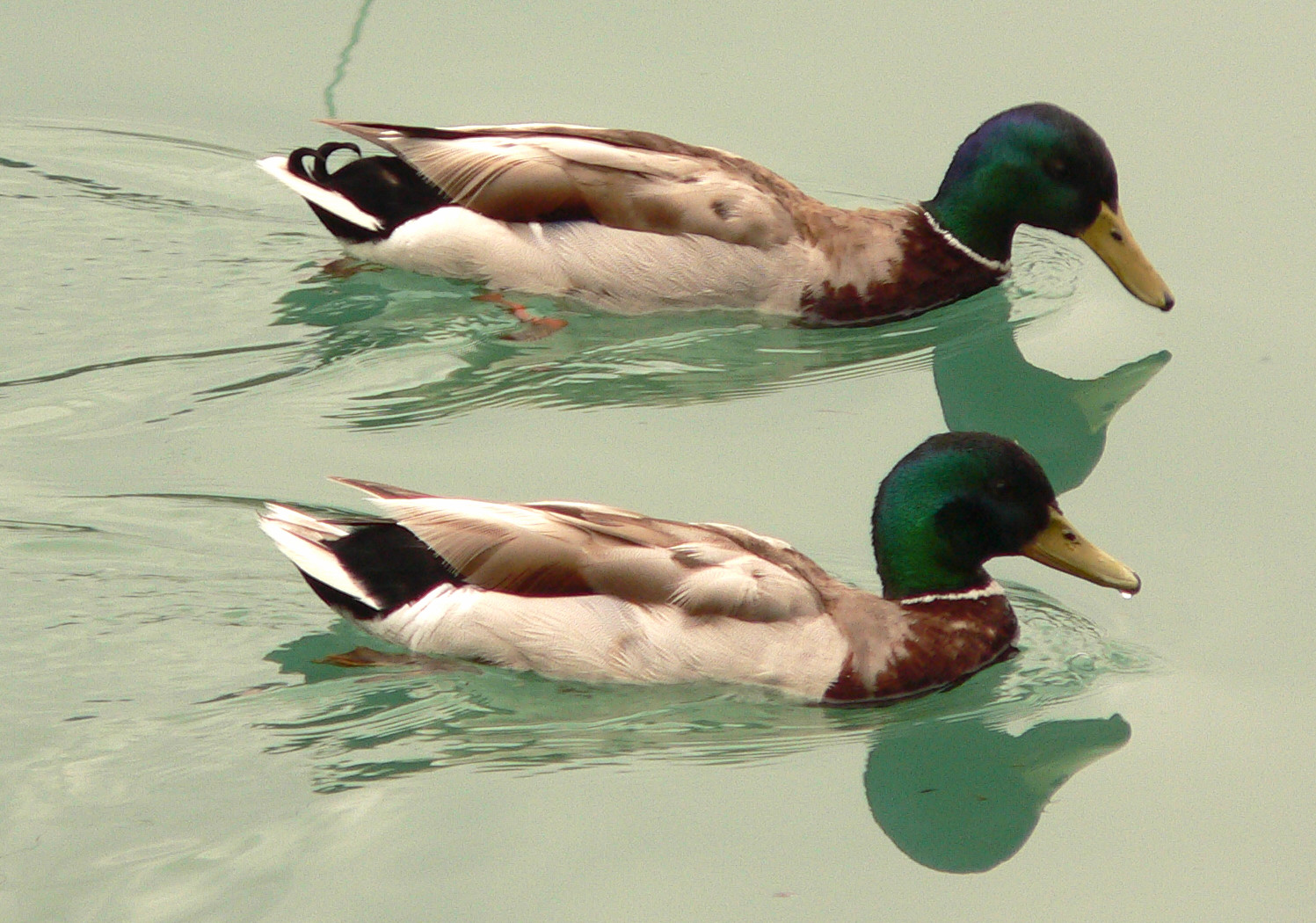 Enten im Teich