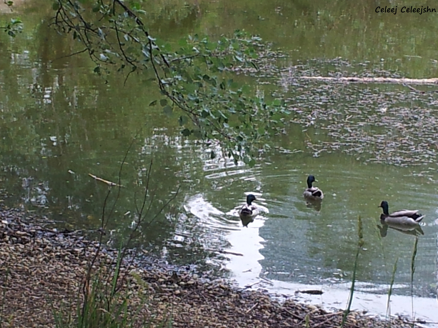 Enten im Teich