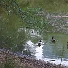 Enten im Teich