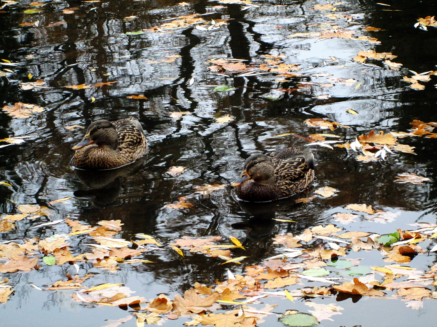 Enten im Teich II