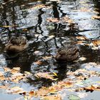 Enten im Teich II