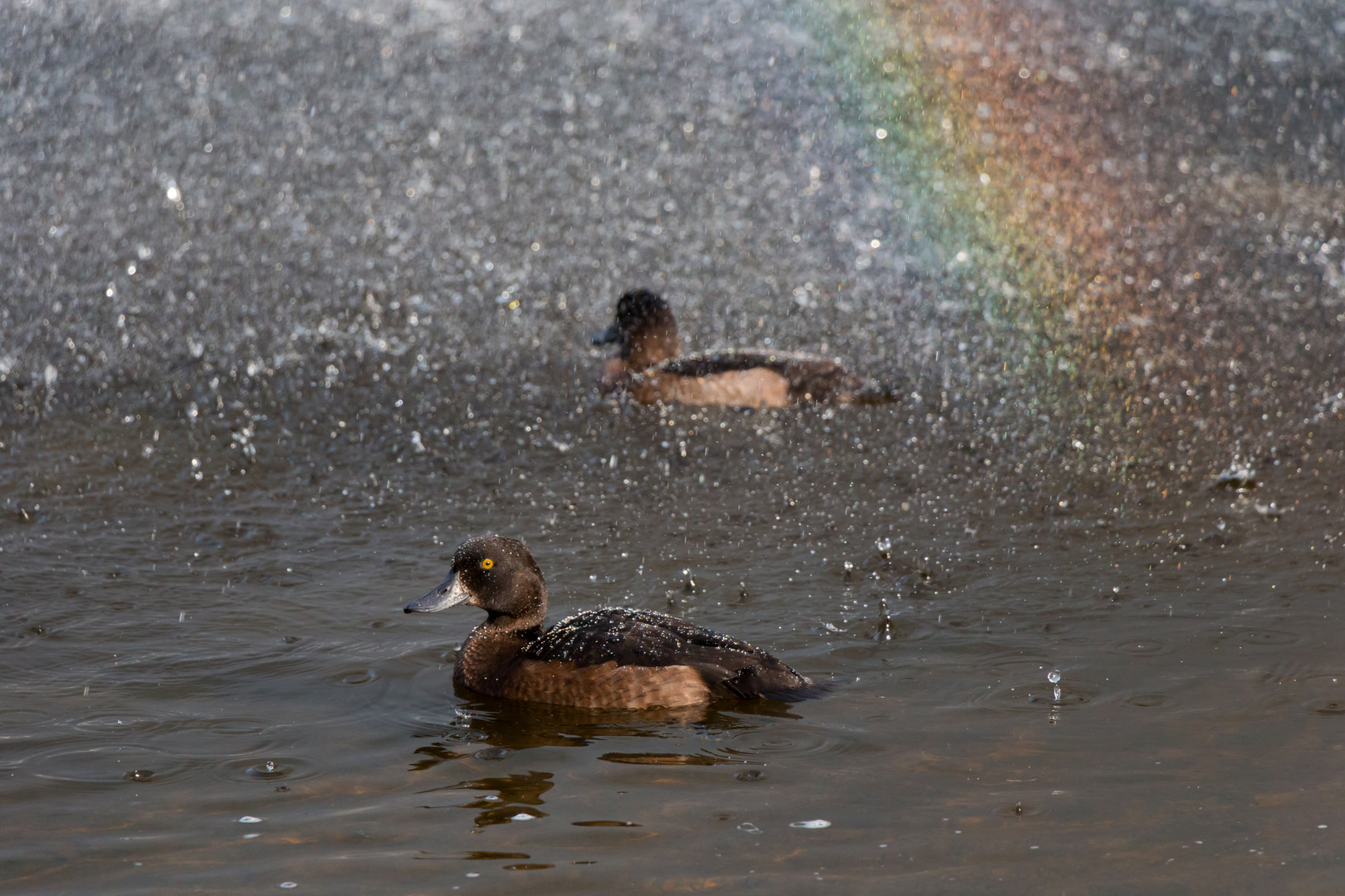 Enten im Teich mit kleinem Regenbogen