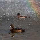 Enten im Teich mit kleinem Regenbogen